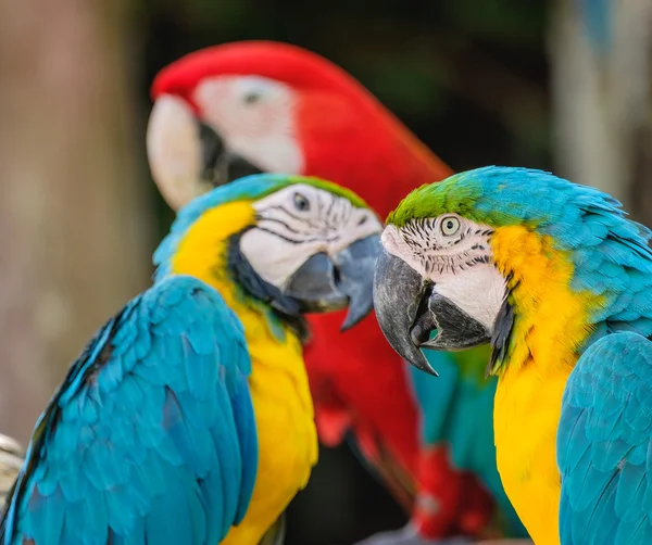 Mavi ve sarı papağanlara yaklaş. 
