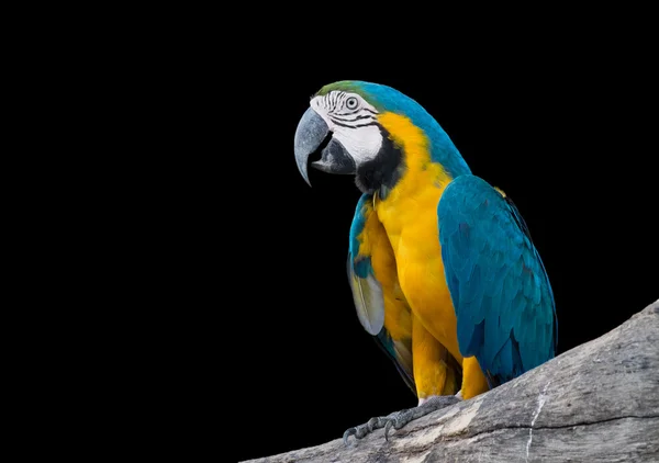 Macaw  parrot isolated on black background. — Stock Photo, Image