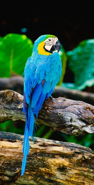 Amerika papağanı papağan sarı ve mavi