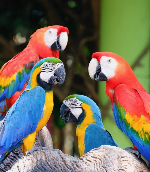 Familie der Ara-Papageien. lizenzfreie Stockfotos
