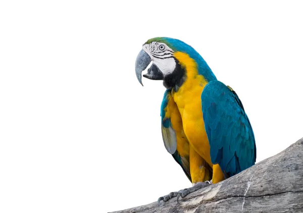 Ara Papagei isoliert auf weißem Hintergrund. Stockfoto