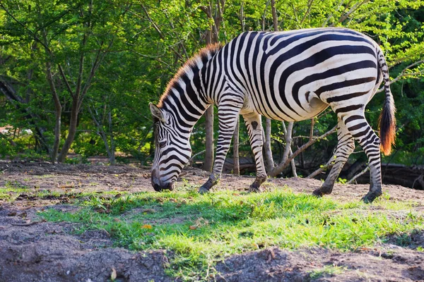 Zebras weiden Gras im offenen Zoo lizenzfreie Stockbilder