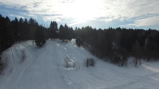 Flyger Över Träden — Stockvideo