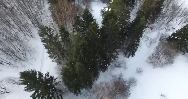 Ağaçların Üzerinden Uçuyor — Stok video