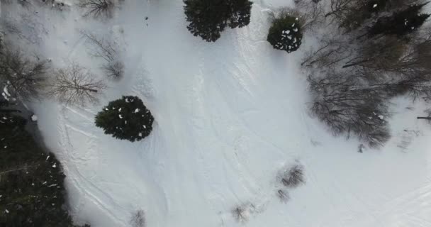 Bomen Vliegen — Stockvideo