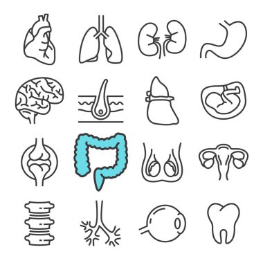 Siyah çizgi iç organları Icons set. Karaciğer, kalp, embriyo olarak böyle simgeler içerir.