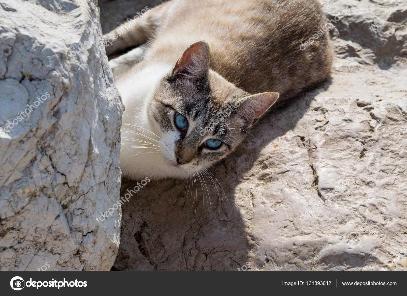 Kurzhaar Katze Mit Blauen Augen Auf Den Felsen Liegen