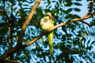 Şube, komik kuş oturan yeşil papağan