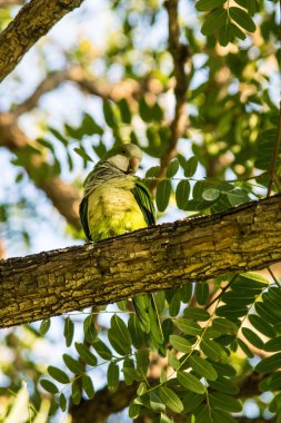 Şube, komik kuş oturan yeşil papağan