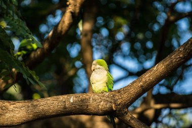 Şube, komik kuş oturan yeşil papağan