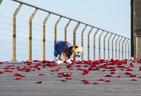 Little cute dressed dog walking on the rose petals, Yorkshire terrier puppy