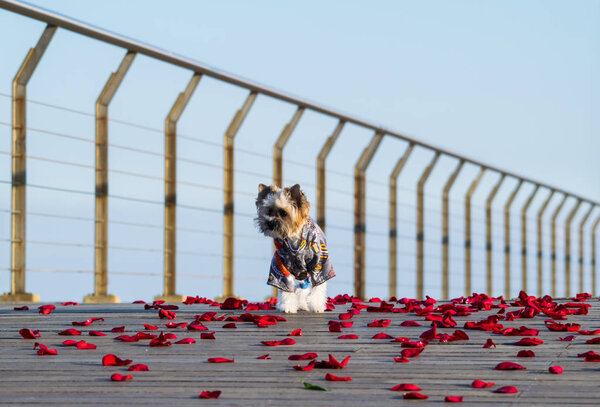 Little cute dressed dog walking on the rose petals, Yorkshire terrier puppy