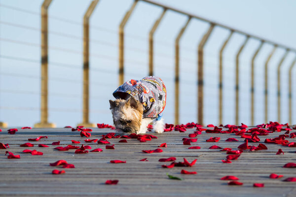 Little cute dressed dog walking on the rose petals, Yorkshire terrier puppy
