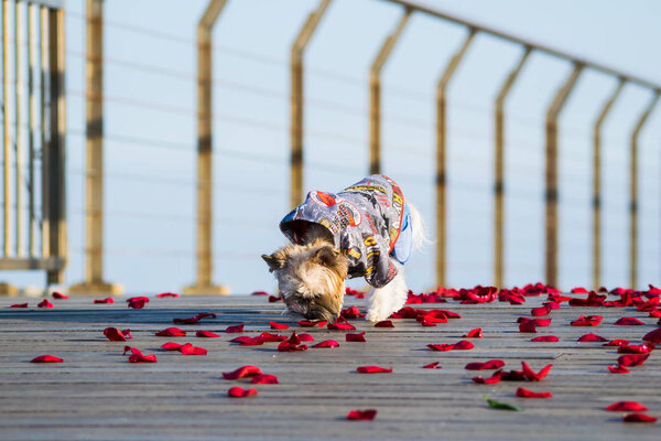 Little cute dressed dog walking on the rose petals, Yorkshire terrier puppy