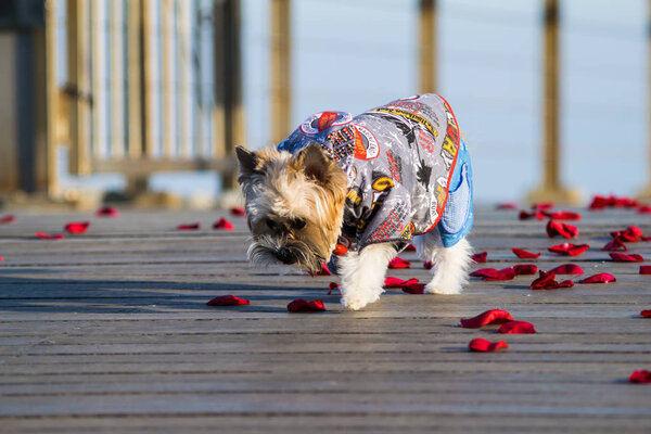 Little cute dressed dog walking on the rose petals, Yorkshire terrier puppy