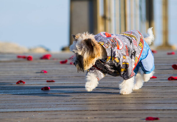 Little cute dressed dog walking on the rose petals, Yorkshire terrier puppy