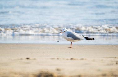 Kum plaj önünde Akdeniz martı ayakta