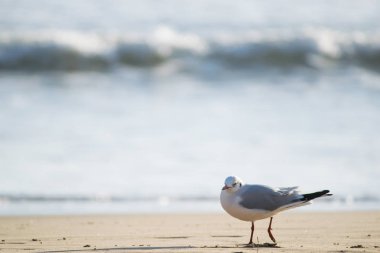 Kum plaj önünde Akdeniz martı ayakta