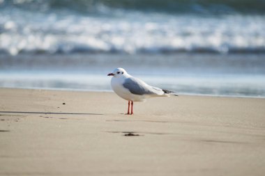 Kum plaj önünde Akdeniz martı ayakta