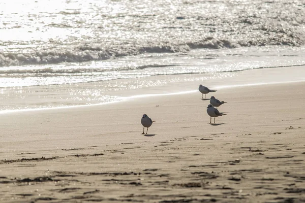Troupeau de mouettes qui attendent sur la plage — Photo