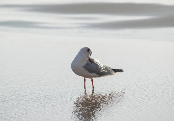 Чайка стоит в море — стоковое фото
