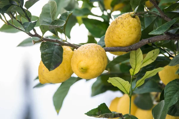 Limón amarillo en el árbol, España — Foto de Stock