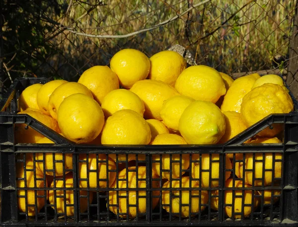 Limones en la caja de plástico negro, España — Foto de Stock