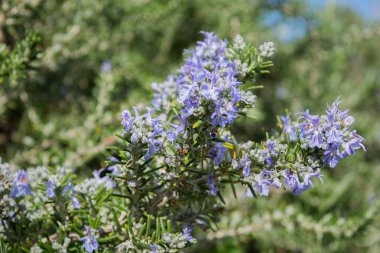 Biberiye çiçekli dallar tam bloom bahar