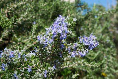 Biberiye çiçekli dallar tam bloom bahar
