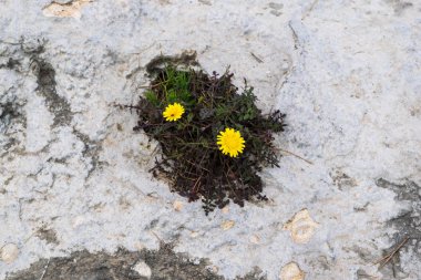 Two yellow flowers growing from the rock, wild nature, eyes in the rocks, view from the top clipart