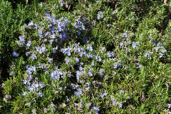 Jarní kvetoucí větve rosemary v plném květu — Stock fotografie