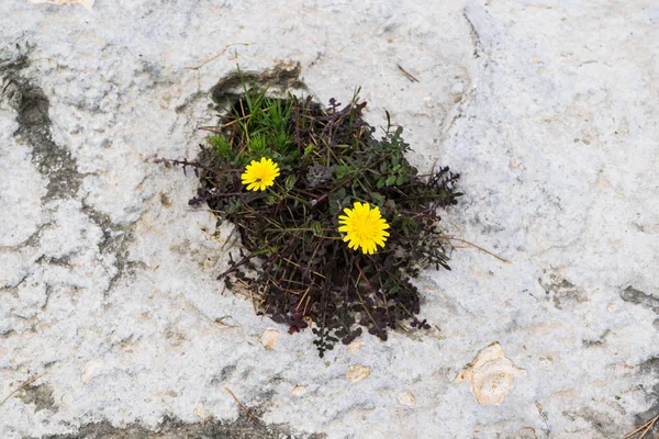 Dos flores amarillas que crecen de la roca, naturaleza salvaje, ojos en las rocas, vista desde la parte superior — Foto de Stock