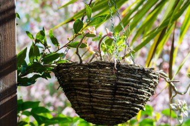 Çiçekler ilginç asılı pot fiber, Bahçe için fikir