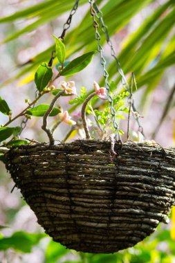 Çiçekler ilginç asılı pot fiber, Bahçe için fikir