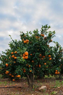 Olgun mandalina genç ağaç arka planda çiftlik Bahçe, bulutlu gökyüzü büyüyen
