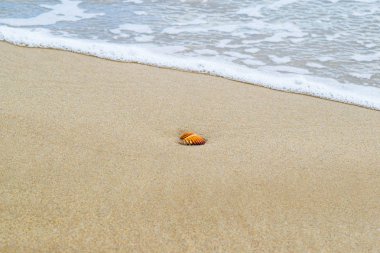 Kumlu sahilde kabuk okyanus arka planda, köpük ile