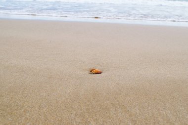 Kumlu sahilde kabuk okyanus arka planda, köpük ile