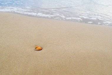 Kumlu sahilde kabuk okyanus arka planda, köpük ile