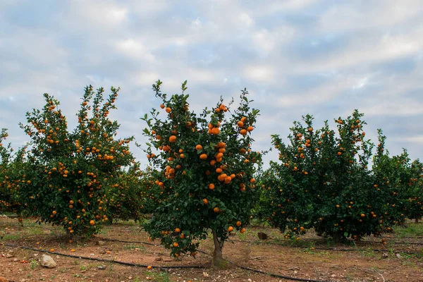 Mandarín maduro árboles jóvenes que crecen en el jardín de la granja, cielo nublado en el fondo —  Fotos de Stock