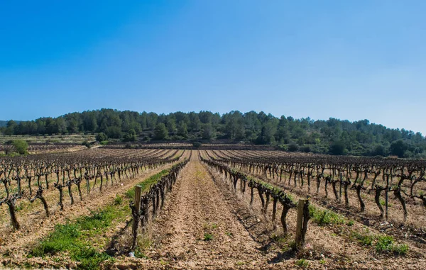 Поле виноградных лоз ранней весной в Испании, горы на заднем плане — стоковое фото