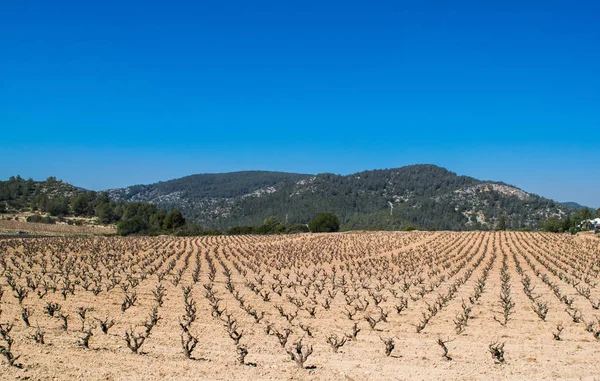 Поле виноградні лози ранньої весни в Іспанії, гори на задньому плані — стокове фото