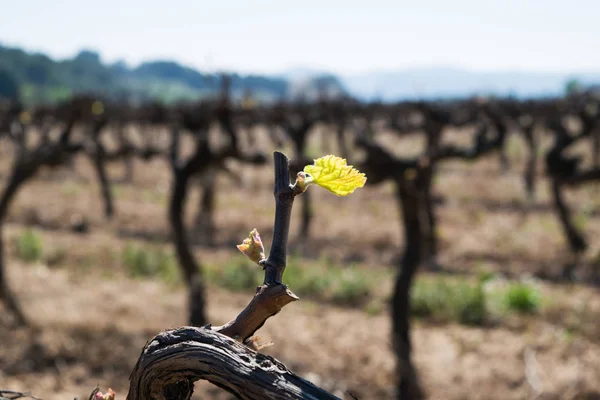 Ранняя весна зеленый побег, новый рост на зрелых виноградных лозах, росток виноградной лозы — стоковое фото