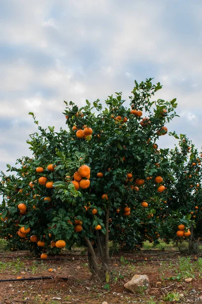 Olgun mandalina genç ağaç arka planda çiftlik Bahçe, bulutlu gökyüzü büyüyen