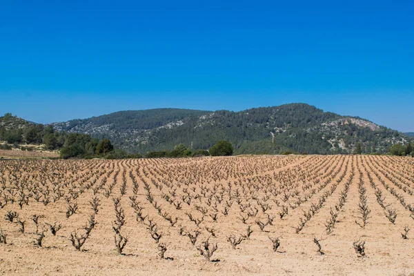 Alan üzüm Vines erken Bahar İspanya, arka planda dağlar