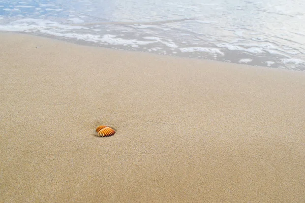 Kumlu sahilde kabuk okyanus arka planda, köpük ile