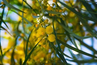 Mimoza ağacının çiçek açması (Acacia pycnantha, altın gerdan) baharda kapanıyor, parlak sarı çiçekler, Coojong, altın çelenk gerdanlığı, turuncu gerdanlık, mavi yapraklı gerdanlık, akasya salyası