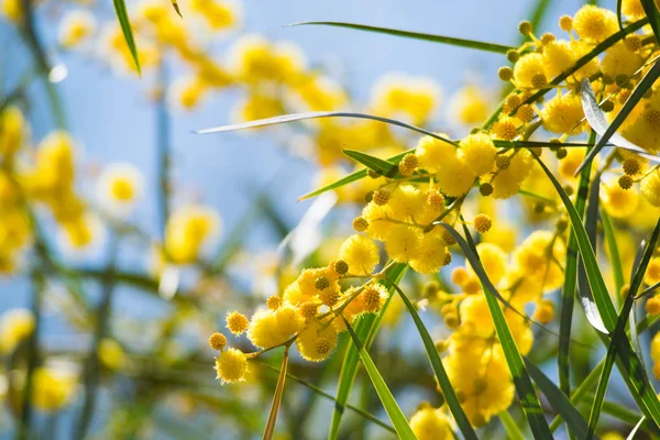 Mimoza ağacının çiçek açması (Acacia pycnantha, altın gerdan) baharda kapanıyor, parlak sarı çiçekler, Coojong, altın çelenk gerdanlığı, turuncu gerdanlık, mavi yapraklı gerdanlık, akasya salyası