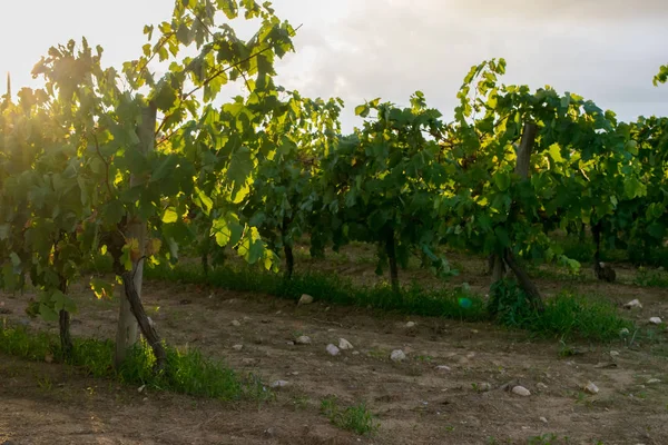 Пышный зеленый виноградник в солнечный летний день, Испания — стоковое фото