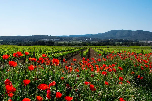 Цветущее маковое поле с виноградником на заднем плане — стоковое фото