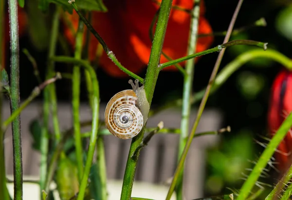 Pequeño caracol trepando por el tallo de la flor de amapola roja —  Fotos de Stock